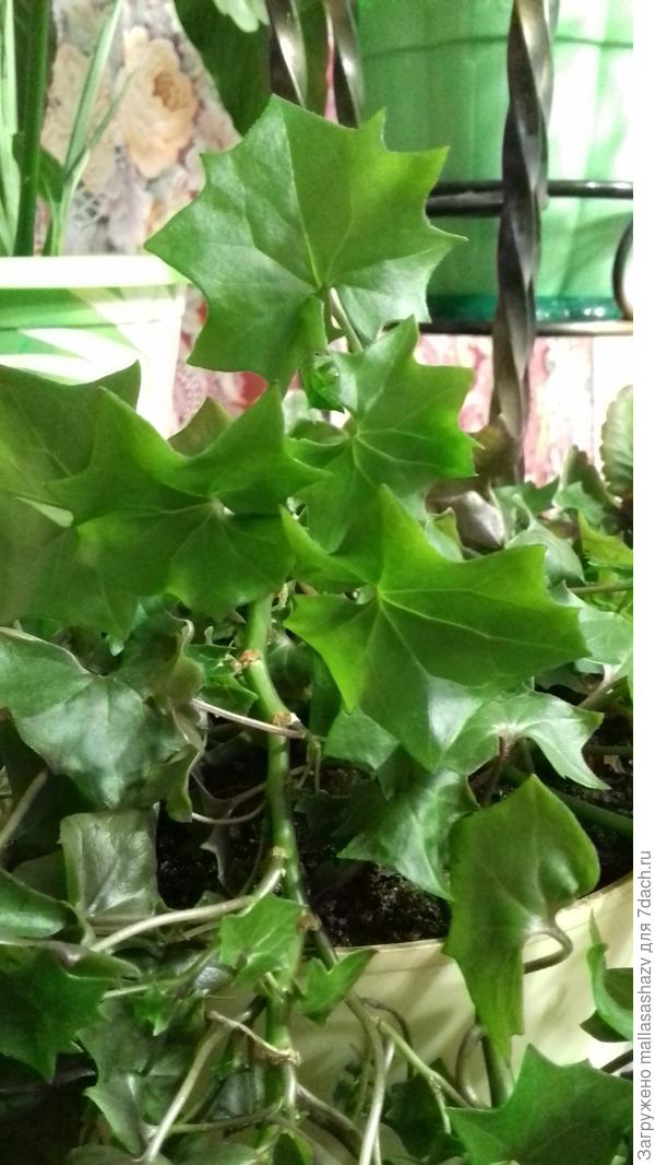 Подскажите название цветочка?