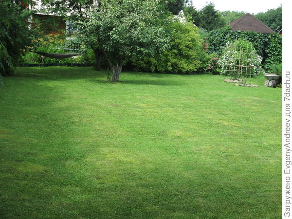 Наш газон.