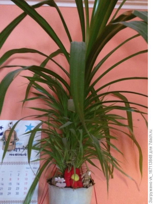 Подскажите пожалуйста что это за цветок?