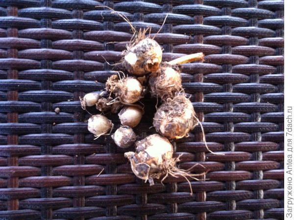 Лук, спасенный из плена в джунглях