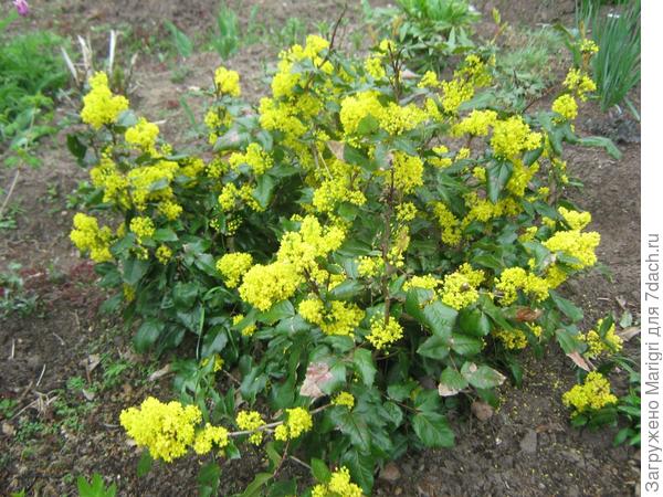 Цветение магонии.