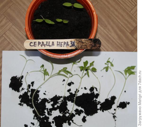 Частичная пикировка