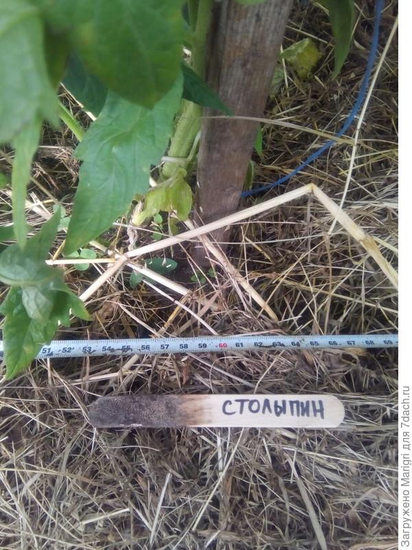 сх
