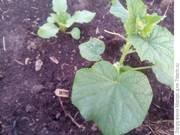 пересадка прошла безболезненно