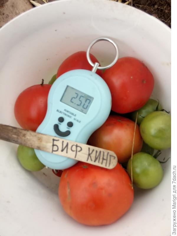 Последнее взвешивание