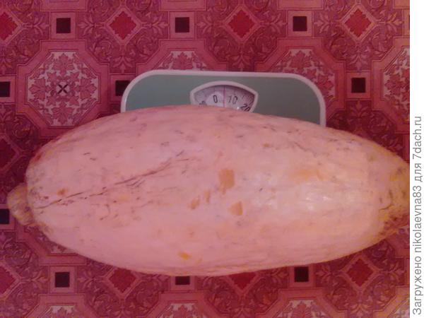 Тыква &amp;quot;Сладкий банан&amp;quot;