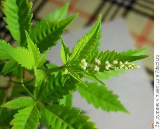 цветонос крупным планом