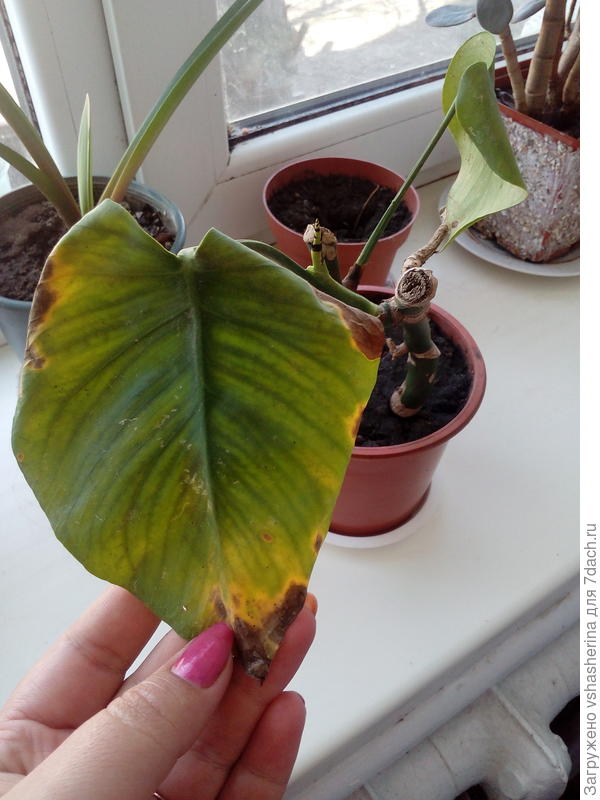 Здравствуйте))))Девочки,помогите подскажите пропадает моя монстера,почему и что с ней делать? Спасибо зарание