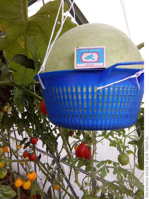 в теплице , вместе с томатами и огурцами.