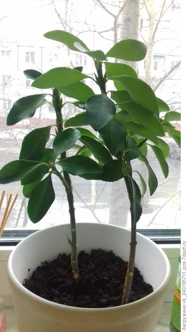 Подскажите пожалуйста название растения, посадить посадила,  а как ухаживать не знаю ((