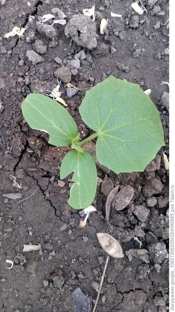 Вот это сьедено за одну ночь.