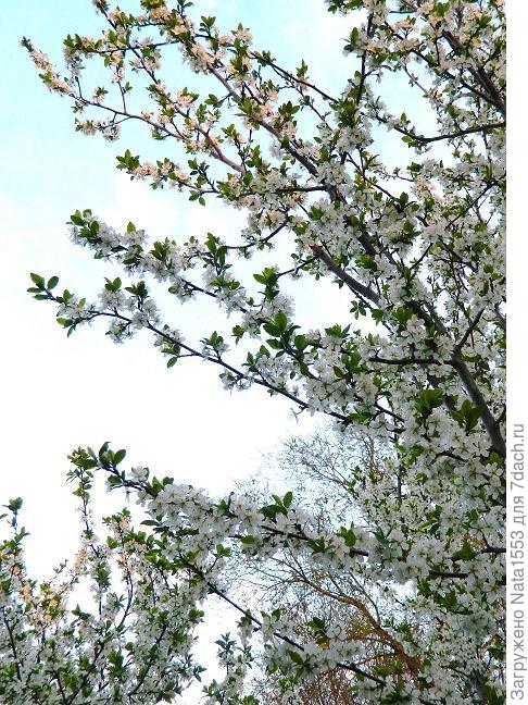 Когда белый становится чуть-чуть розовым... :)