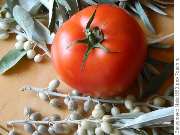 Ягоды лоха на веточках в компании помидора.