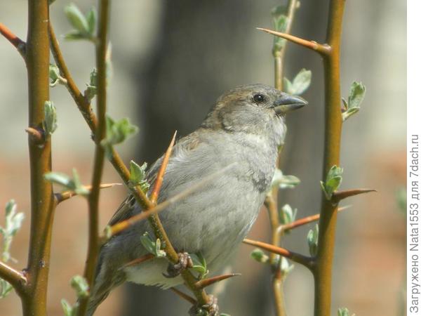 Воробьишка (она) на лохе весной.