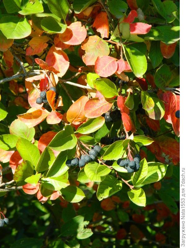 Листья аронии краснеют, но еще есть и зеленые...