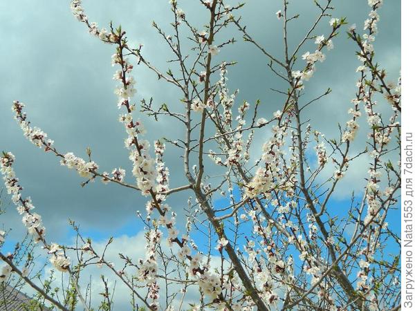 Абрикосы цветут