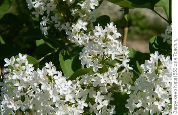 Королева в белом