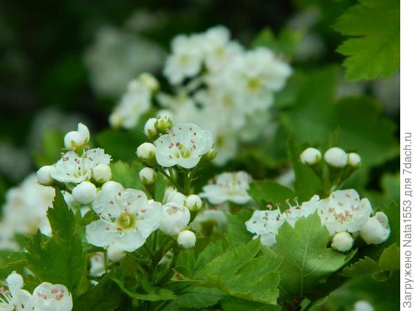 Романтичный боярышник