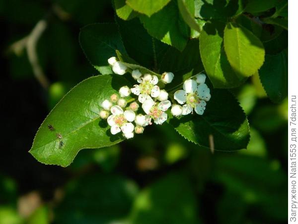 Арония приветствует