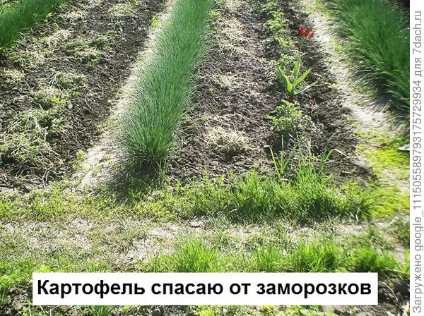 Заморозок