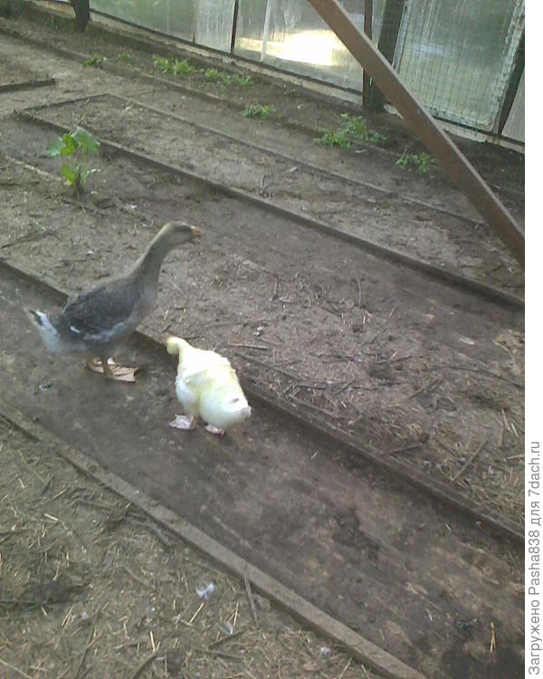 Гусики в теплице