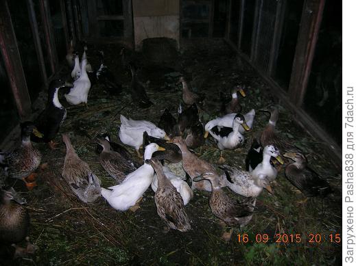 утки в старой части теплицы во время достройки остального