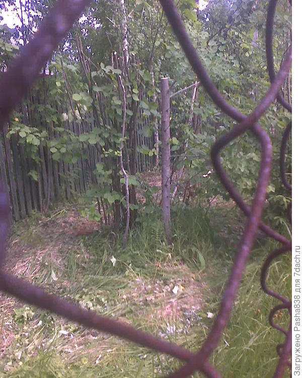 Вот что представляет из себя это &quot;пастбище&quot;. Длинная &quot;труба&quot; между двумя заборами, метров пятьдесят длиной и три-четыре в ширину.