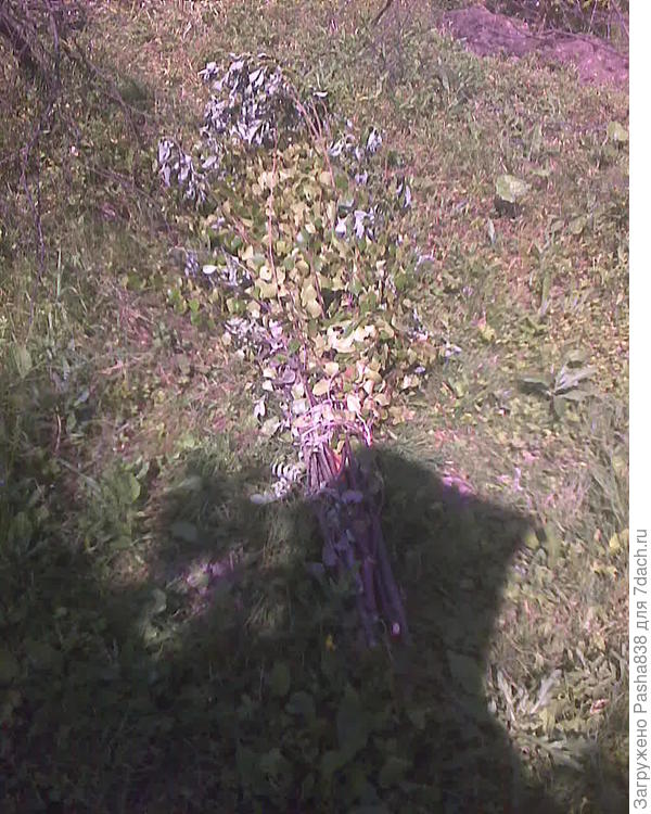 Вот на такие веники увязываю и на чердак. На фото не очень видно, но это скорее нечто вроде огромной метлы, нежели веника. Разные растения - береза, осина, ольха, иногда клен. Если не понравится как еда, будет вроде подстилки.