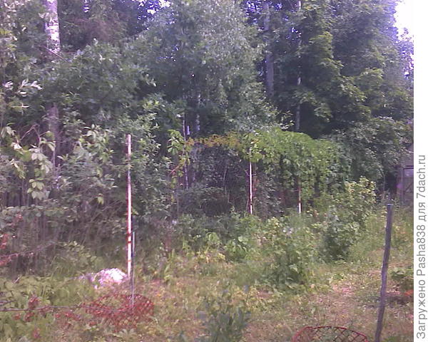 Вот за забором (рабица на железных столбах. Столбы - б/у трубы от системы не то водоснабжения, не то отопления, чуть &quot;доваренные&quot; для установки в бетон. Рабицу на фото плохо видно, если видно вообще - по ней в одном месте девичий виноград тянется, там она.
