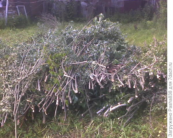 Макушки от слишком высоких деревьев, влезших в линию электропередач