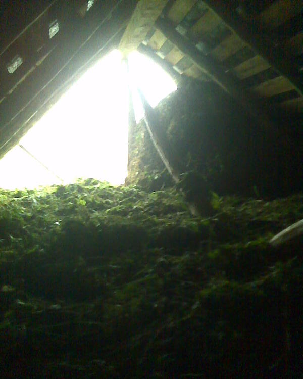 бесплатное сено. Косится где попало, накидывается на чердак и сушится в любую погоду, хоть ливни на улице - пофиг вообще. Слой за слоем, чисто если кур держать на подстилку хватит за глаза.