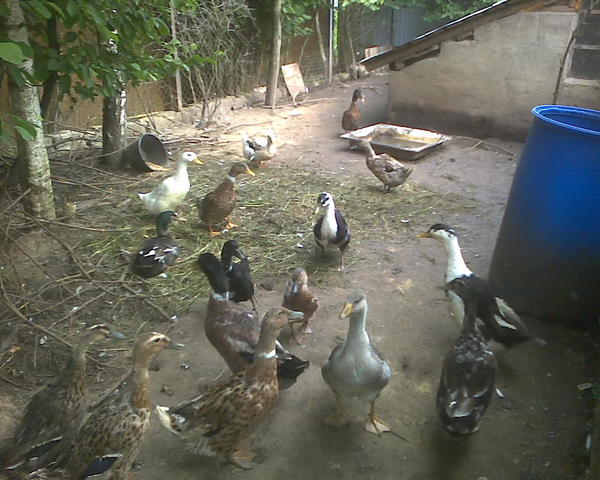 утки. Складывается пеноблочная будка из б/у пеноблоков, штукатурится с двух сторон, утепляется - и прилепляется к теплице. Всё, утки круглогодично живут там, всегда в наличии утки. Никому не продаю ни одной, чисто для себя.