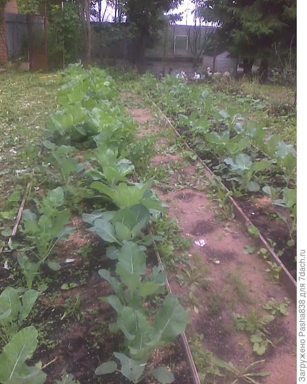 Тупо сажается огород. Ничего сложного, кочаны капусты - квасятся, лопухи капусты осенью - гусям на корм.