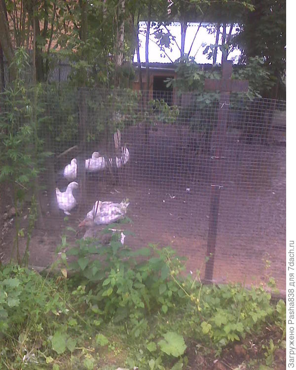 Гуси. Ставится утепленный домик с чердаком для складирования сена, пристроенный к большой теплице. Летом в теплице - овощи, зимой - гуси. В сильный мороз - в домик загоняются, в домике ни отопления, ни электричества, ничего не нужно, только застекленные окна, деревянный пол с подстилкой, да утепленный потолок. Летом питаемся одним зерном да кучами выполотых с огорода сорняков. Чо тут сложного вообще? Есть место - выходим пастись сами (но чаще ввожу траву тачками).