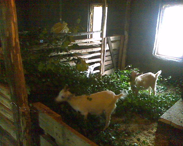 Строится хлев, селятся козы. Летом они кроме этих дармовых веников вообще ничего толком не едят, чо тут особенного? Для себя держу 4 козы и козлика - вполне хватит чтобы за молоком в магазин не бегать.