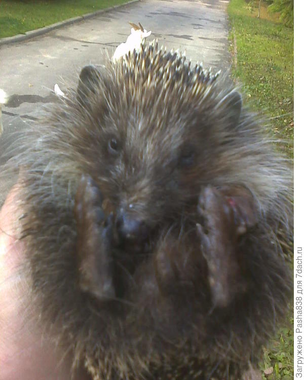 свернулся, а я взял в лес отнести