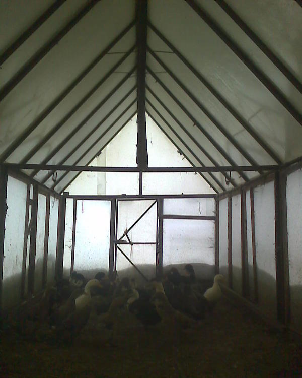 На фото видно, что центральная балка (длина примерно 3 м) немного прогибается, по нормальному надо будет при случае сделать к ней от столбов под уголом две распорки. Но эта теплица эксплуатируется более 15 лет и от прогиба до провала, видимо, далеко. 50 мм уголок.