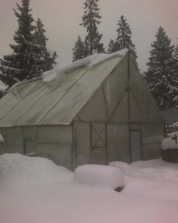 У теплицы должна быть высокая крыша. Летом это не приводит к перегреву (что часто бывает в низких теплицах), при этом теплица долго остывает ночью, и не выходит сильных скачков температуры. А зимой снег на таких теплицах не лежит. Хотя да, каркас надо варить в расчете на то, что он там будет лежать и метра по полтора лежать.