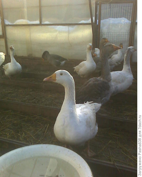 Гуси в теплице