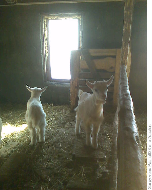 Широ и Дерезистор