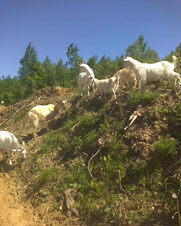 &amp;quot;горные&amp;quot; козы