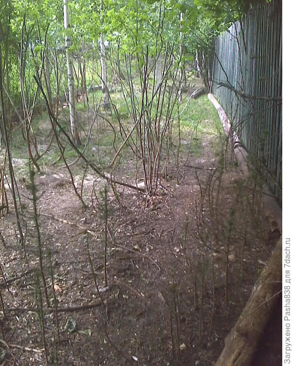 ...и попадаем наконец на место, гордо именовавшееся в прошлом году &amp;quot;пастбищем&amp;quot;. Это козий выгул. Здесь всё очень заметно общипано, съедено и обгрызено, но если сытыми ходить - то ок, сгодится, всё лучше. чем тупо в хлеву. Земля оформлена понятное дело на нас, но забор я уже не буду переносить. Справа зеленый - соседский, слева - моя рабица (её плохо видно). С этого пастбища у меня есть калитка на дорогу и оттуда мы уже уходим гулять по просекам, лесам, лугам и т.п.