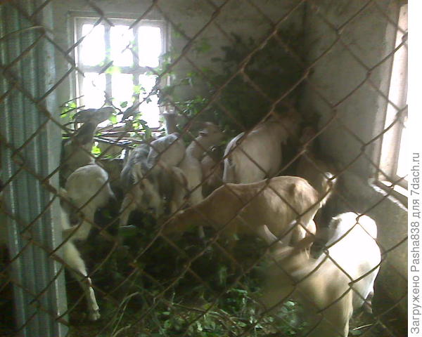 Козы временно в помещении, которое будет предназначено (в будущем) для индюков. Здесь несусветный бардак, ветки, палки, тазик с овсом, ведро с водой в углу (ведро без ручки чтобы рогами не зацепились) и само стадо. В прочем, здесь бы больше ночуем, я стараюсь чтобы они у меня в такой тесноте не сидели. Доделаю в другой комнате - переедем. Просто у меня много разной работы и я не всё сразу успеваю.