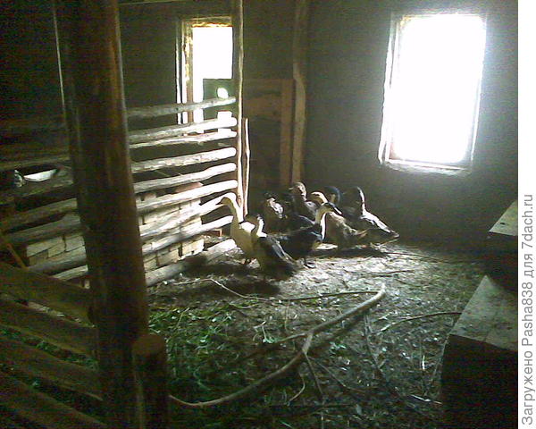 Уцелевшие утки, прячу их пока здесь. Это вот как раз козий загон, а дверца там - тоже в другой загон будет. Что тут хочу - это поставить в центре загона (вот прям именно в центре) четыре столба, уперев их от пола в потолок, и приладив к ним полочку с бортами - на ней будет лежать дежурный тюк сена (зимой), ну а летом может какая скошенная травка. Под этой полочкой с двух сторон забью наглухо, будет эдакий потайной уголок, куда смогут прятаться маленькие козлята. Справа тумбы - это для отдыха коз, они любят спать на возвышении. Но на всех мне не хватит, места маловато. В прочем пол этого загона всё равно выше остального пола на 10-20 см (там наклон умышленно сделан), козы на деревянном полу, а я в корридоре хожу - просто на бетонном.