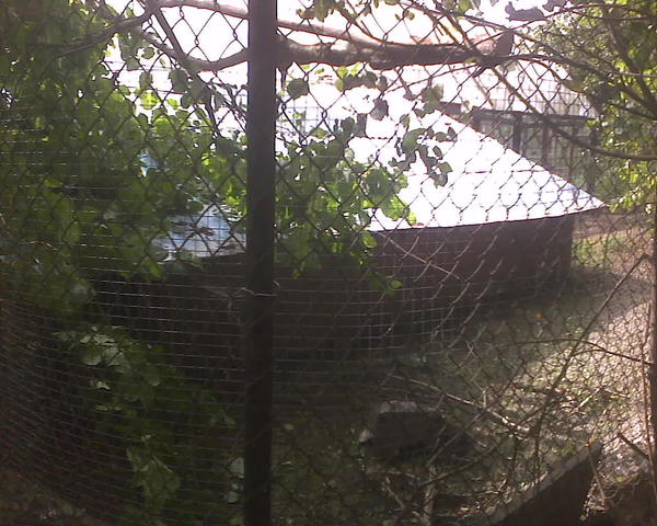 Утиный домик и утиный выгул. Утки переселены до покупки собаки.