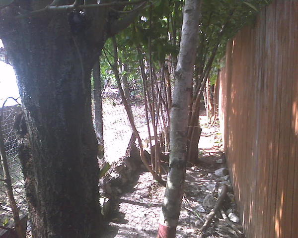 После поворота налево попадаем на территорию уток, слева за сеткой - утиный домик, справа - соседский забор. Чешем через эти дебри дальше...