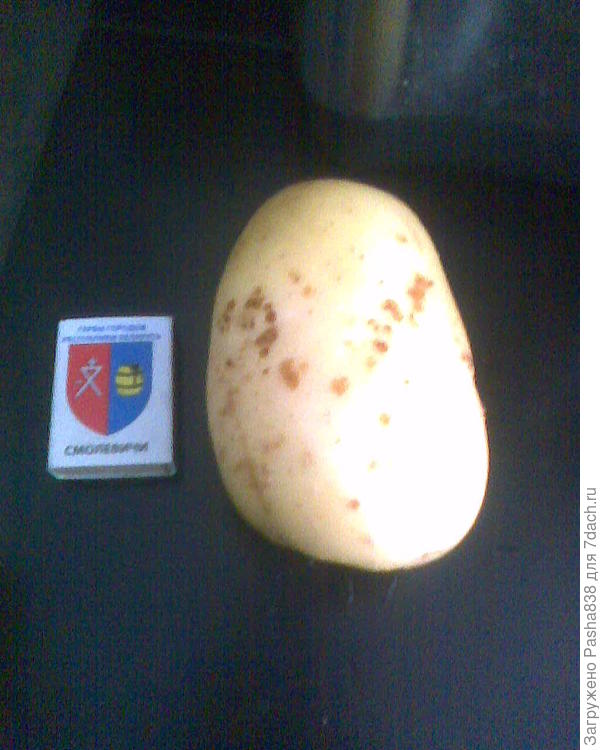 Вот. Наверняка она не самая большая, еще будут у людей картофелины. У меня вот выкопалась сегодня вот такая.