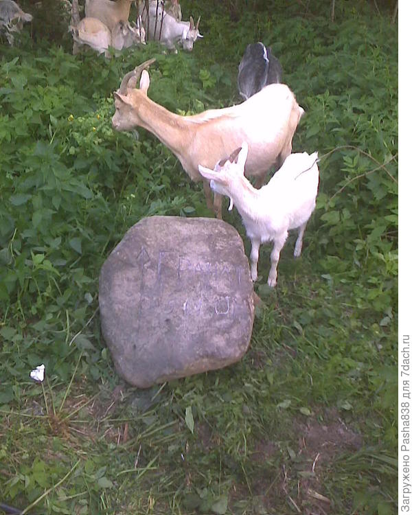 Есть у меня тут странноватое хобби - собирать большие-пребольшие камни и докатывать их до места, где они могут служить указателем пути. На перекрестки улиц, тропинок в лесу из разных поселков и т.п. Вот конкретно этот долго и нудно перемещал с помощью двух ломов, поддевая то одним, то другим. Едва ли он весит 500 кг, но его веса всё же явно достаточно, чтобы он запросто раздавил бы тачку, сломав ей ось, корыто и изогнув до безобразия каркас. Поэтому тачкой для такого пользоваться нельзя, а вот такой шестиколесный агрегат был бы самое то. Не, покупать я его едва ли буду (у меня денег нет), но я так, гипотетически.