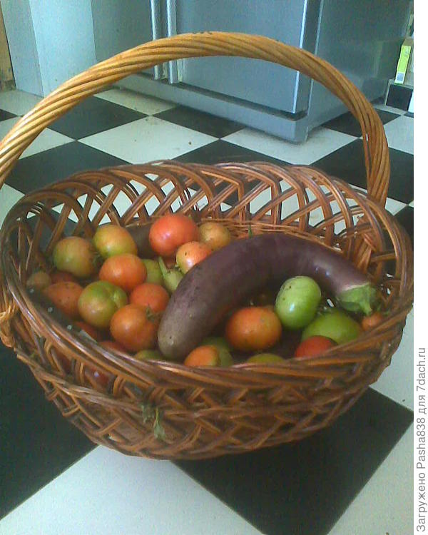 Ну вот только сейчас утром снял, это уже осенние остатки подгребаю. Раз в день по паре корзин выходило, фигли, мама сидит шурует два 20-литровых котла нарежет, я приду с пастбища коз выгуляв, займусь тушением, потом по банкам это дело. Зеленые помидоры - в ящик дозревать положу. Чего там блин за проблемы?