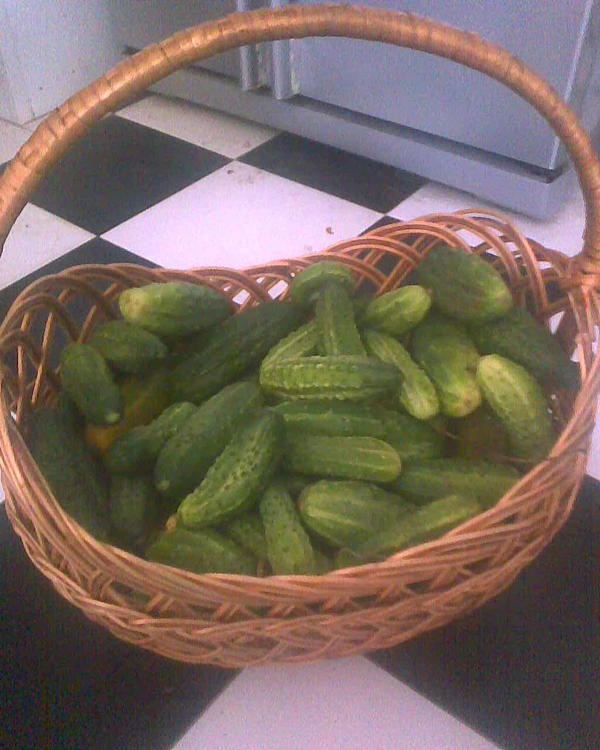 Осенние огурцы (у нас чет осень уже в августе фактически началась - даже листья на деревьях желтые).